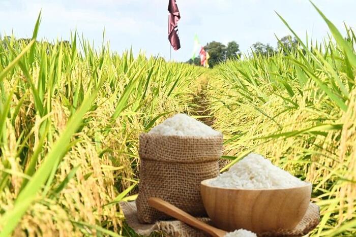 Nông nghiệp hữu cơ - hướng đi tất yếu